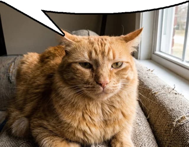 A photo with a white speech bubble across the top